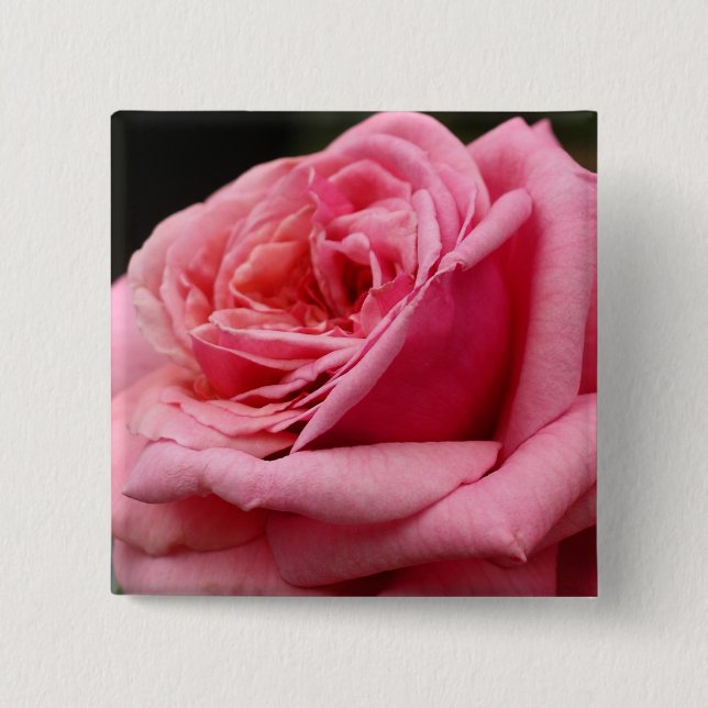 Rosa ros I Vacker blomfotografering Knapp (Framsida)