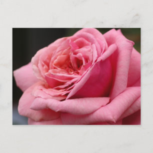 Rosa ros I vacker blomfotografering Vykort