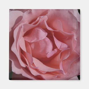 ROSA ROS II SÖT BLOMMIGT MAGNET