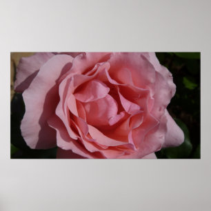 ROSA ROS II SÖT BLOMMIGT POSTER