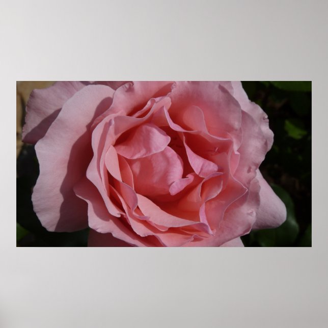 ROSA ROS II SÖT BLOMMIGT POSTER (Framsidan)