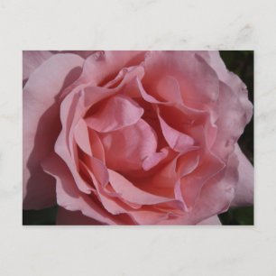 ROSA ROS II SÖT BLOMMIGT VYKORT