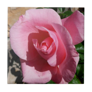 Rosa ros III Garden Blommigt Kakelplatta