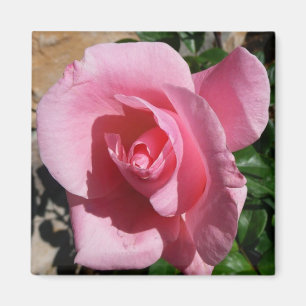 Rosa ros III Garden Blommigt Magnet