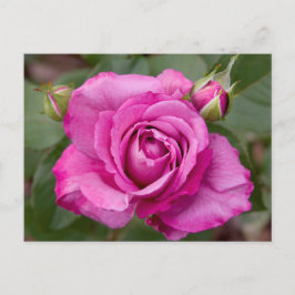 Rosa ros jhelene-vykortsdesign vykort