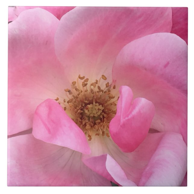 Rosa ros kakelplatta (Framsidan)
