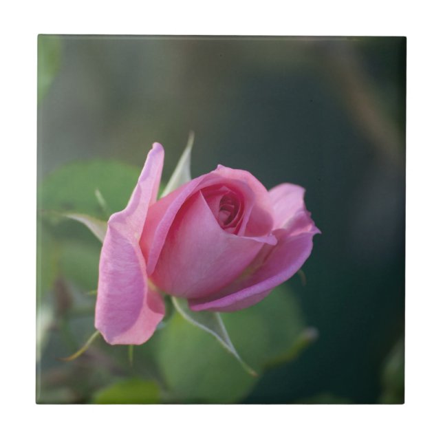 Rosa ros kakelplatta (Framsidan)
