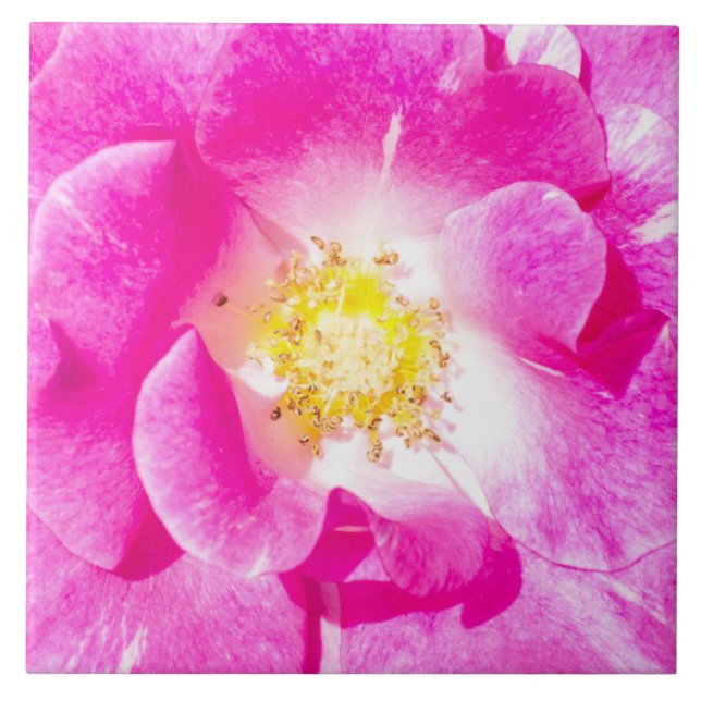 Rosa ros kakelplatta (Framsidan)