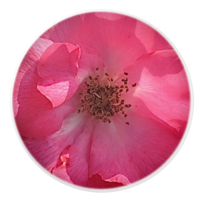 Rosa ros keramisk knopp (Framsidan)
