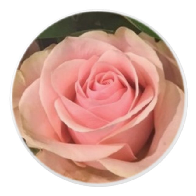 Rosa ros keramisk pull knopp (Framsidan)