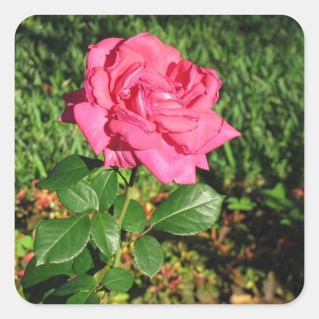 Rosa ros klistermärken (Framsida)