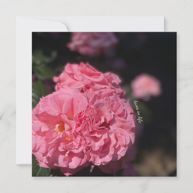 Rosa ros-klistermärken inbjudningar (Framsida)