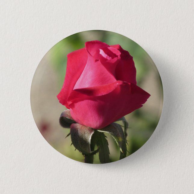 Rosa ros knäppas knapp (Framsida)