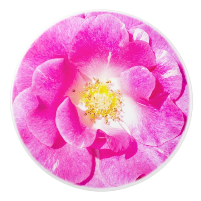 Rosa ros knopp (Framsidan)