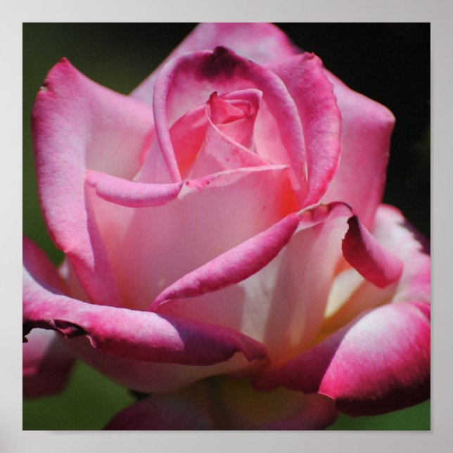 Rosa ros Kordes Perfecta Print Poster (Framsidan)