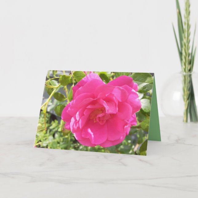 Rosa ros kort (Framsida)