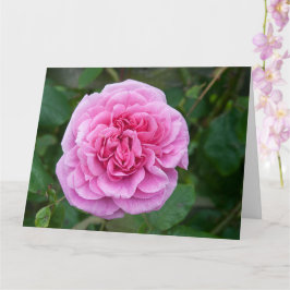 Rosa ros kort