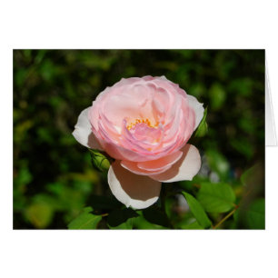 Rosa ros-kort hälsningskort