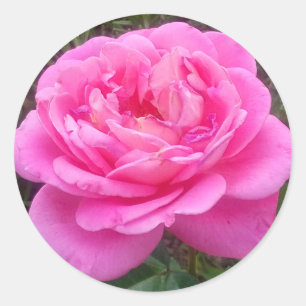 Rosa ros "Leonardo Da Vinci" Runt Klistermärke