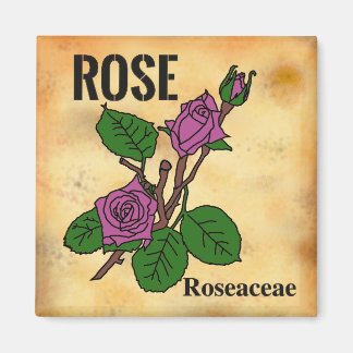 Rosa ros linjärt konstnärligt utförande i åldrigt magnet