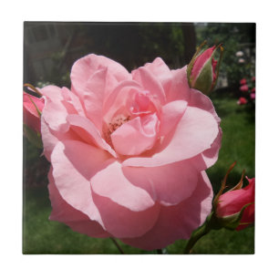 Rosa ros Liten (4,25 x 4,25 tum) keramiskt fotoupp Kakelplatta