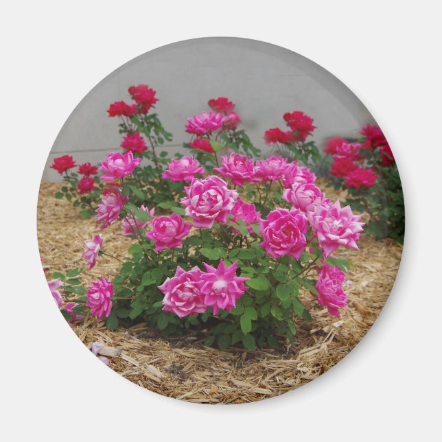 Rosa ros magnet (Framsidan)
