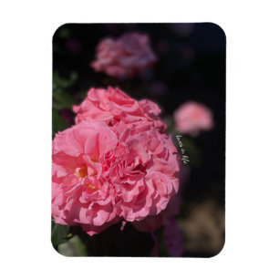 Rosa ros magnet