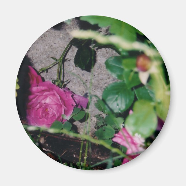 Rosa ros Magnet (Framsidan)