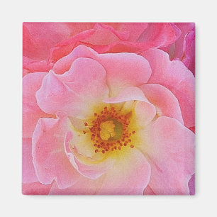 Rosa ros Magnet