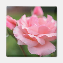 Rosa ros magnet
