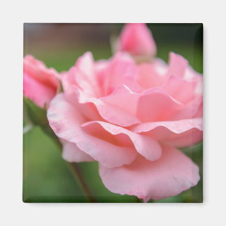 Rosa ros magnet