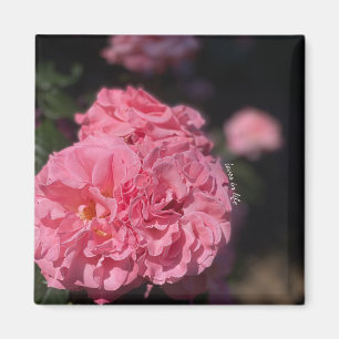 Rosa ros magnet