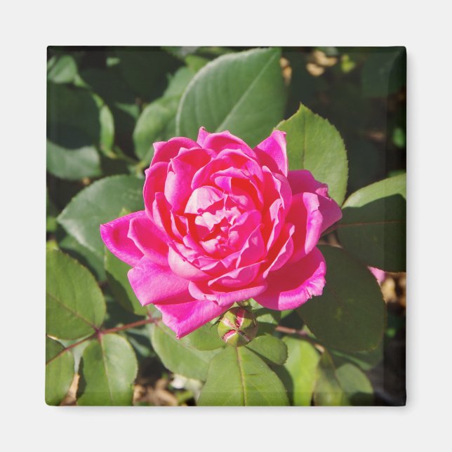 Rosa ros magnet (Framsidan)