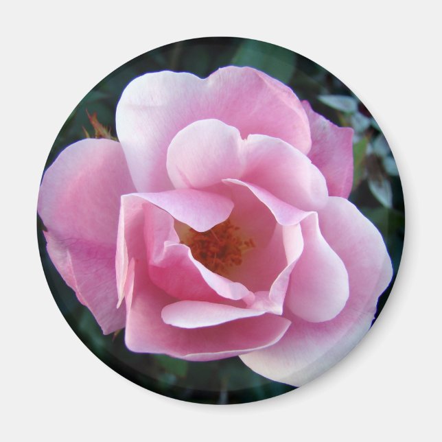 Rosa ros magnet (Framsidan)