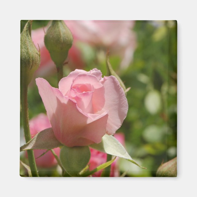 Rosa ros Magnet (Framsidan)