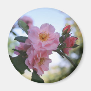 Rosa ros magnet