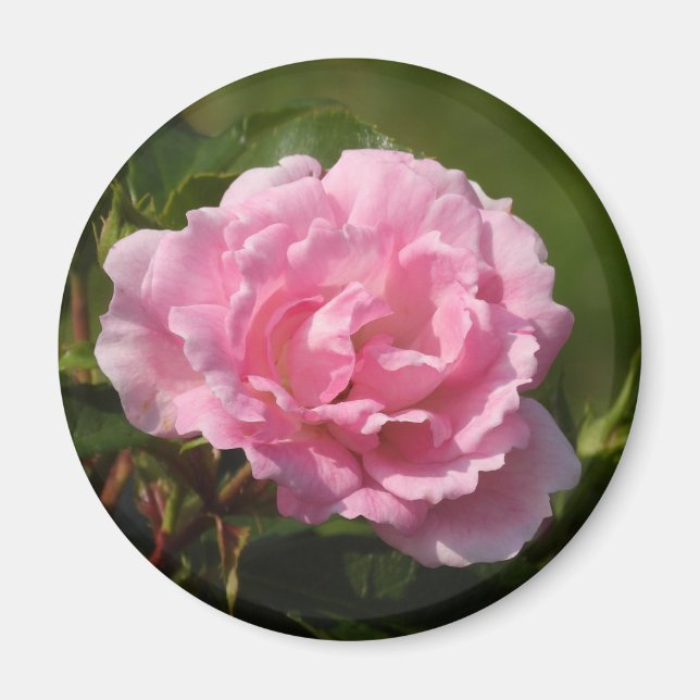 Rosa ros Magnet (Framsidan)