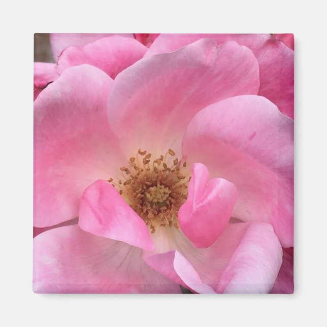 Rosa ros magnet (Framsidan)