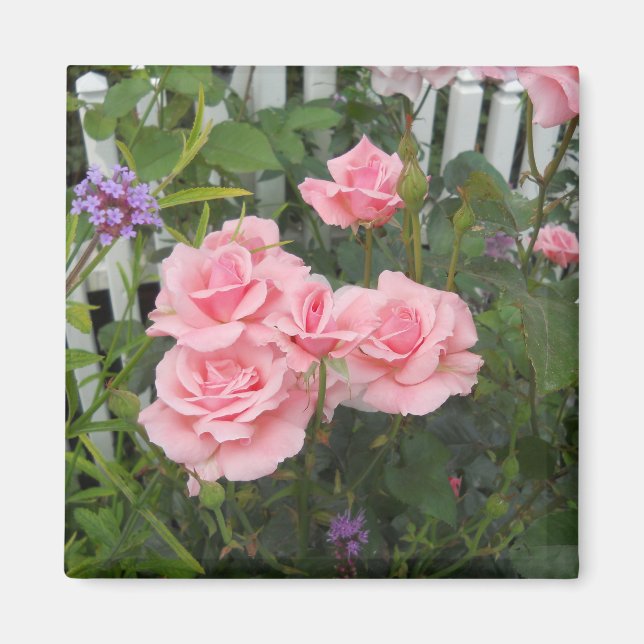 Rosa ros Magnet (Framsidan)