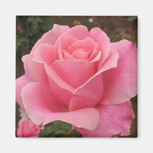 Rosa ros magnet