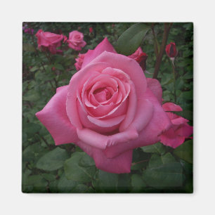 Rosa ros magnet