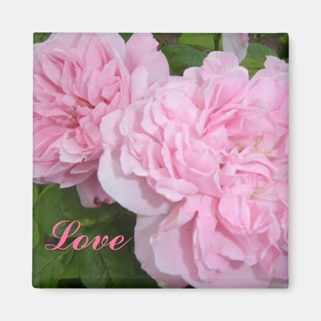Rosa ros magnet (Framsidan)