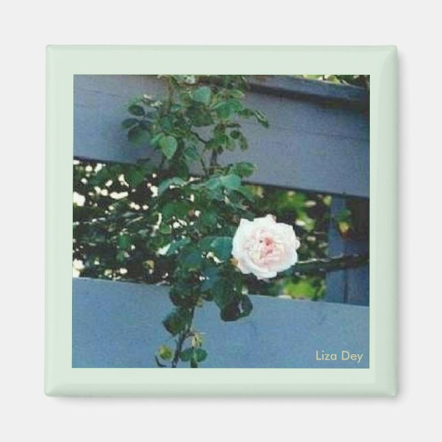 Rosa ros Magnet (Framsidan)