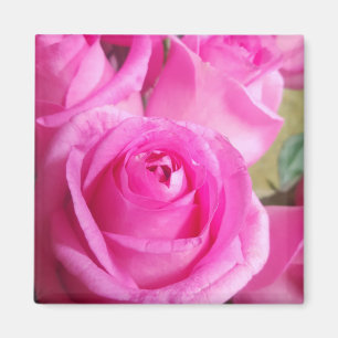 Rosa ros magnet