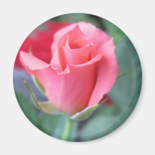 Rosa ros magnet
