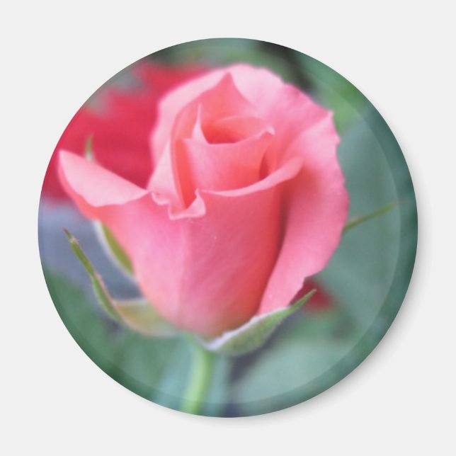 Rosa ros magnet (Framsidan)