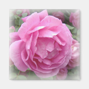 Rosa ros magnet
