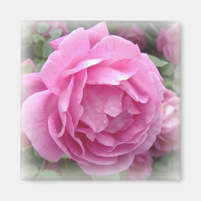 Rosa ros Magnet (Framsidan)