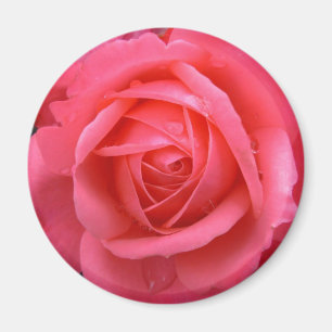 Rosa ros Magnet Rosa ros presenterar Keepsakadeska