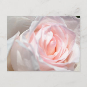 rosa ros Makro Vykort